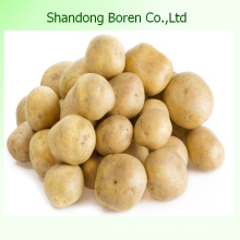 Big Potato/High in Starch/Fresh Potato (80-150g)